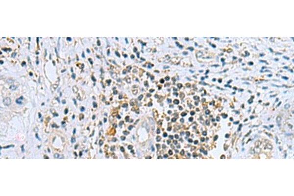 DHRS7B antibody