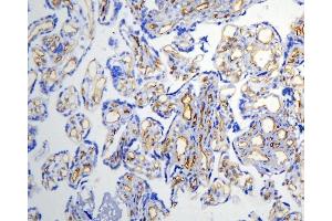 IHC analysis of Caveolin-1/CAV1 using anti-Caveolin-1/CAV1 antibody (ABIN3043803).