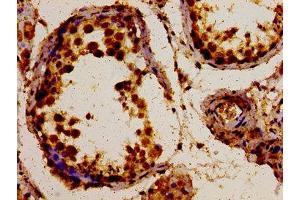 Immunohistochemistry of paraffin-embedded human testis tissue using ABIN7163852 at dilution of 1:100 (POLDIP3 antibody  (AA 100-221))