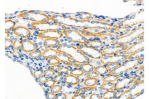 ABIN6258805 and ABIN6273895 at 1/100 staining Mouse kidney tissue by IHC-P. (OXGR1 antibody  (Internal Region))