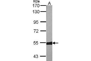 WB Image Sample (30 ug of whole cell lysate) A:NIH-3T3 7. (MUTYH antibody  (Center))
