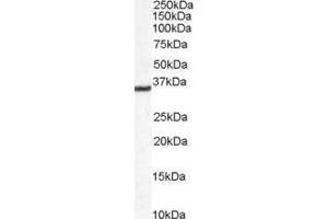 ABIN184669 staining (0. (DDAH1 antibody  (C-Term))
