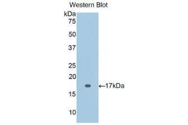 IL-2 anticorps  (AA 21-153)