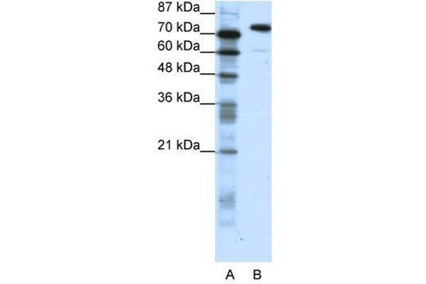 SATB1 antibody  (C-Term)