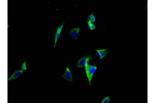 ATP2C2 antibody  (AA 621-702)