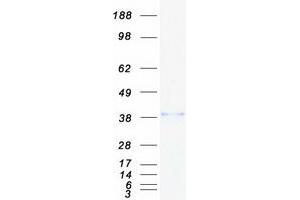 Validation with Western Blot (ADH5 Protein (Myc-DYKDDDDK Tag))