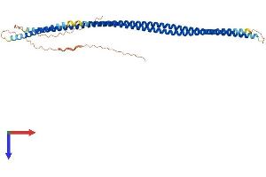 AlphaFold protein structure predicition of Mouse Recombinant Krt33a Protein, UniprotID Q8K0Y2 (Keratin 33A Protein (KRT33A) (AA 1-404) (His tag))
