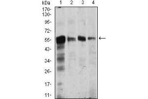 Western blot analysis using CAMK4 mouse mAb against Jurkat (1), SK-N-SH (2), Raji (3), and HeLa (4) cell lysate.