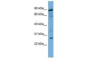 UBE2F antibody used at 0. (UBE2F antibody  (Middle Region))