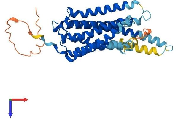 GPR3 Protein (AA 1-330) (His tag)