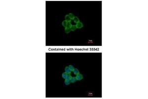 ICC/IF Image Immunofluorescence analysis of methanol-fixed HCT116, using STAP2, antibody at 1:500 dilution. (STAP2 antibody  (C-Term))