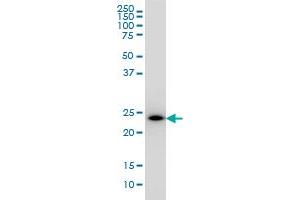 PCTP monoclonal antibody (M01), clone 1F9 Western Blot analysis of PCTP expression in K-562 . (PCTP antibody  (AA 1-214))