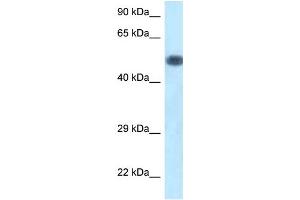 WB Suggested Anti-Pik3r1 Antibody Titration: 1. (PIK3R1 antibody  (C-Term))