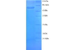 SDS-PAGE (SDS) image for Small Nuclear Ribonucleoprotein Polypeptide A (SNRPA) (AA 8-278), (partial) protein (GST tag) (ABIN7479178)