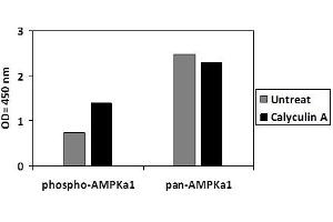 HeLa cells were treated or untreated with Calyculin A. (PRKAA1 ELISA Kit)