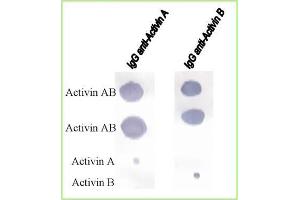 Serological identification. (Activin AB Protein (ACVAB))
