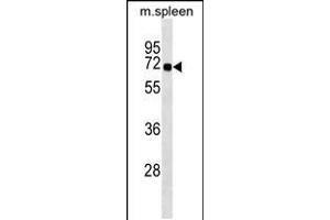 Western blot analysis in mouse spleen tissue lysates (35ug/lane). (SNTB1 antibody  (AA 243-271))