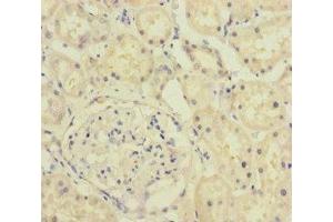 Immunohistochemistry of paraffin-embedded human kidney tissue using ABIN7157836 at dilution of 1:100 (A4GALT antibody  (AA 244-353))