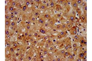 IHC image of ABIN7152853 diluted at 1:500 and staining in paraffin-embedded human liver tissue performed on a Leica BondTM system. (FGFRL1 antibody  (AA 403-470))