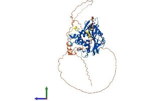 AlphaFold protein structure predicition of Human Recombinant USP17L1 Protein, UniprotID Q7RTZ2 (USP17L1 Protein (AA 1-530) (His tag))