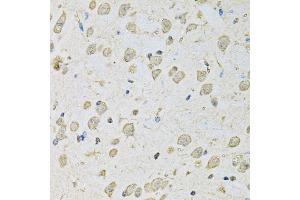 Immunohistochemistry of paraffin-embedded mouse brain using PSMC2 antibody (ABIN1874379) at dilution of 1:100 (40x lens). (PSMC2 antibody)