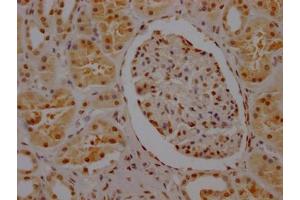 Recombinant SYNCRIP antibody