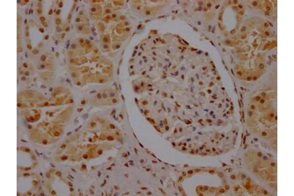 Recombinant SYNCRIP antibody