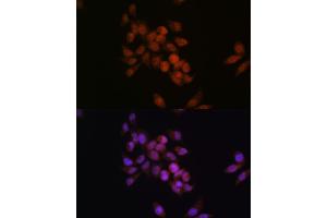 Immunofluorescence analysis of HeLa cells using CRM1/XPO1 antibody (ABIN7267067). (XPO1 antibody)