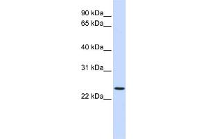 WB Suggested Anti-PRRG3 Antibody Titration:  0. (PRRG3 antibody  (N-Term))