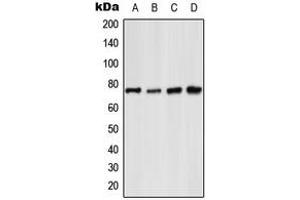 Western blot analysis of NF-kappaB p65 (pS529) expression in MCF7 UV-treated (A), Raw264. (NF-kB p65 antibody  (C-Term, pSer529))