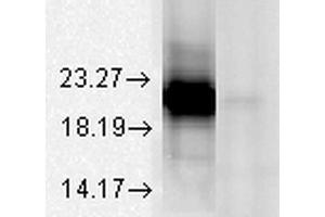 Western Blot analysis of Bovine tissue lysate showing detection of Alpha A Crystallin protein using Mouse Anti-Alpha A Crystallin Monoclonal Antibody, Clone 1H3. (CRYAA antibody  (Atto 594))