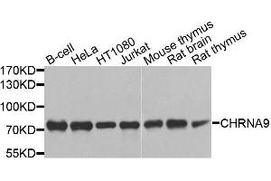 Western blot analysis of extracts of various cell lines, using CHRNA9 antibody (ABIN6003683) at 1/1000 dilution. (CHRNA9 antibody)
