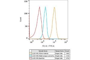 Flow cytometry: U-251 MG cells were stained with Rabbit IgG isotype control (, 2.