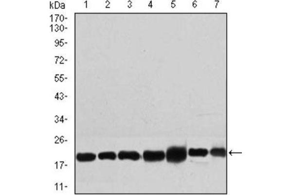 RPL18A antibody  (AA 50-176)