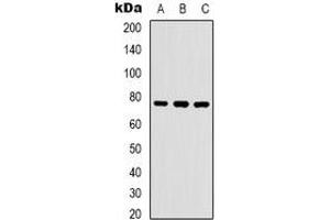 Western blot analysis of WASF1 (pY125) expression in K562 (A), NIH3T3 (B), mouse brain (C) whole cell lysates.