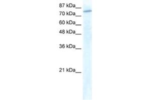 Western Blotting (WB) image for anti-General Transcription Factor IIIC, Polypeptide 3, 102kDa (GTF3C3) antibody (ABIN2461228)