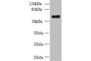 Western blot All lanes: GDPD2 antibody at 1. (GDPD2 antibody  (AA 210-490))