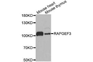 Western blot analysis of extracts of various cell lines, using RAPGEF3 antibody. (RAPGEF3 antibody  (AA 1-200))