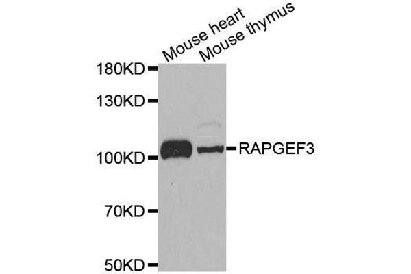 RAPGEF3 Antikörper  (AA 1-200)