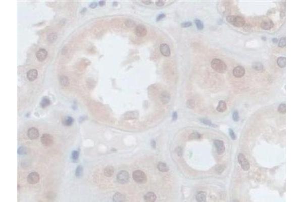 PCSK1 antibody  (AA 500-738)