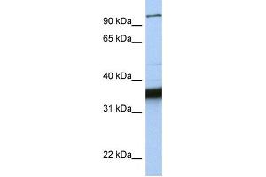 Western Blotting (WB) image for anti-Kinesin Family Member C3 (KIFC3) antibody (ABIN2458054) (KIFC3 antibody)