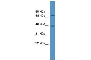 WB Suggested Anti-Ncoa4 Antibody Titration:  0. (NCOA4 antibody  (N-Term))