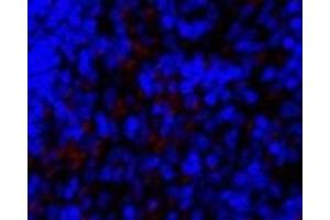 Immunofluorescence analysis of Rat spleen tissue using SNAI1 Polyclonal Antibody at dilution of 1:200. (SNAIL antibody)
