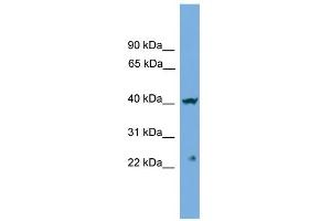 WB Suggested Anti-CENPN Antibody Titration: 0. (CENPN antibody  (Middle Region))