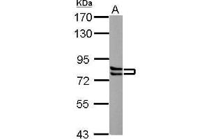 Western Blotting (WB) image for anti-Cortactin (CTTN) (N-Term) antibody (ABIN2854674)