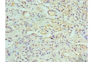 Immunohistochemistry of paraffin-embedded human kidney tissue using ABIN7153637 at dilution of 1:100 (GJC1 antibody  (AA 247-396))
