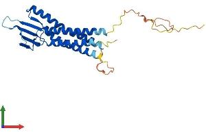 AlphaFold protein structure predicition of Human Recombinant CLDN12 Protein, UniprotID P56749