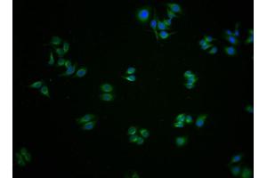 Immunofluorescence staining of HepG2 cells with ABIN7154142 at 1:100, counter-stained with DAPI. (GLYCTK antibody  (AA 214-436))
