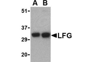 Western Blotting (WB) image for anti-Fas Apoptotic Inhibitory Molecule 2 (FAIM2) (N-Term) antibody (ABIN1031438) (FAIM2 antibody  (N-Term))