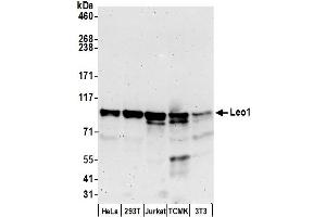 Western Blotting (WB) image for anti-Leo1, Paf1/RNA Polymerase II Complex Component, Homolog (S. Cerevisiae) (LEO1) (AA 350-400) antibody (ABIN7449233)